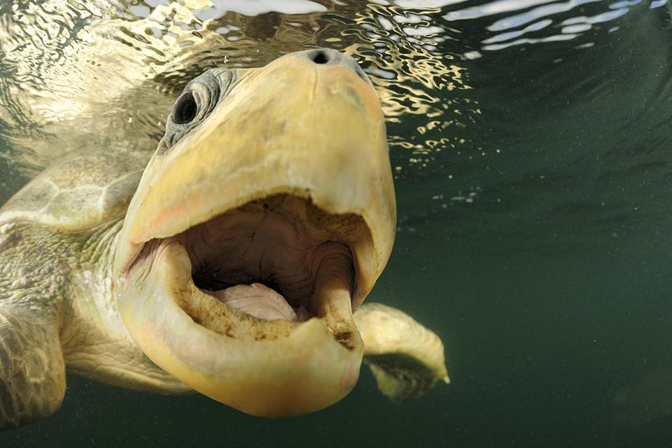 Fotogalerie: Meeresschildkröten