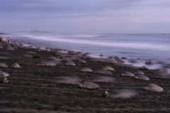 Eiablage am Strand von Ostional