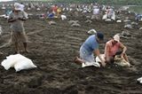 Eiersammeln am Strand von Ostional