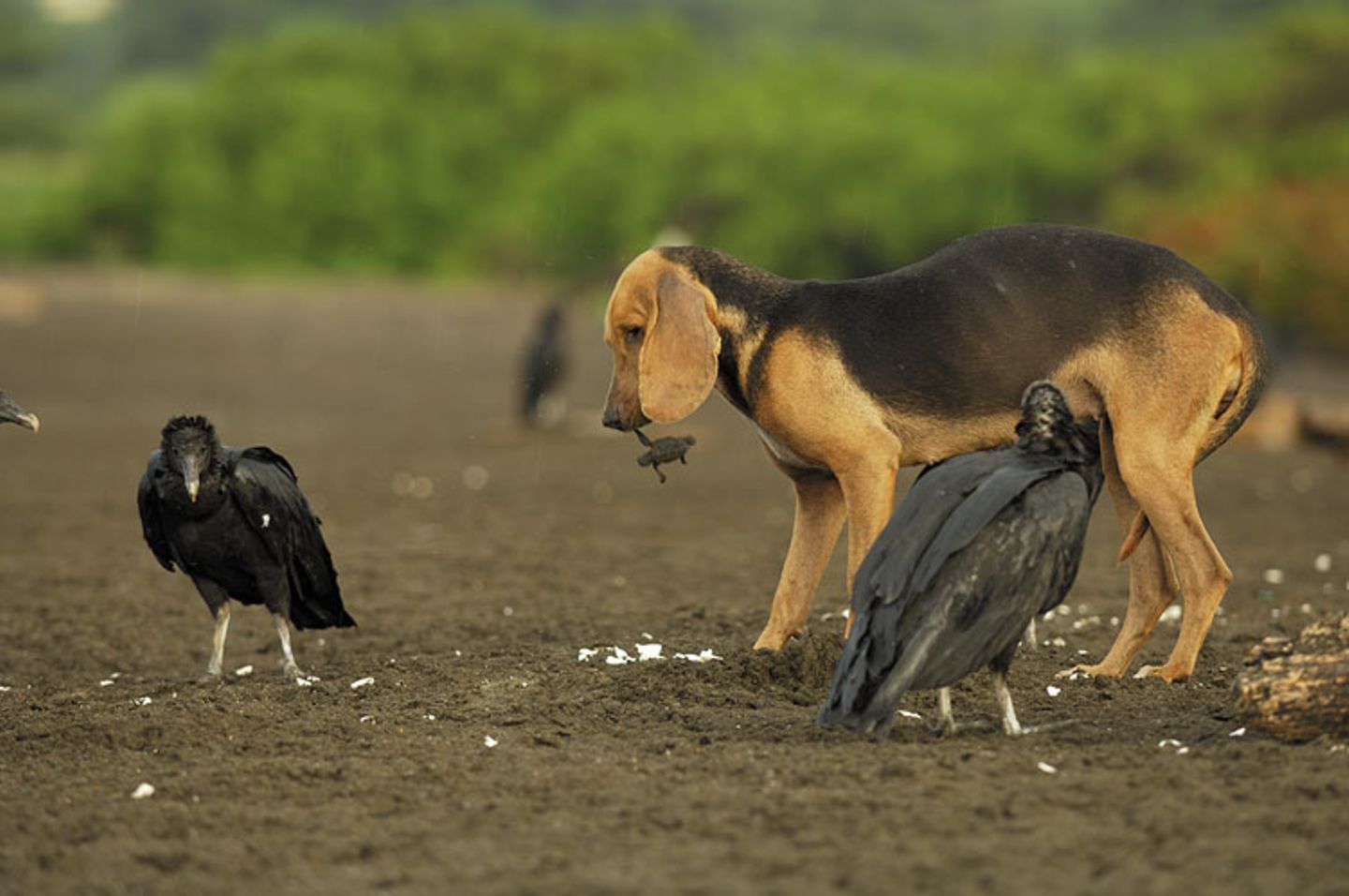 Fressfeinde: Hunde und Raben