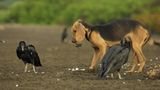 Fressfeinde: Hunde und Raben