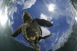 Junge Meeresschildkröte im Wasser