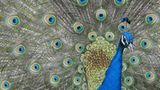 Pfau, Vancouver Island