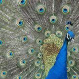 Pfau, Vancouver Island