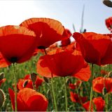 Mohn