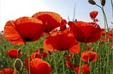 Mohn