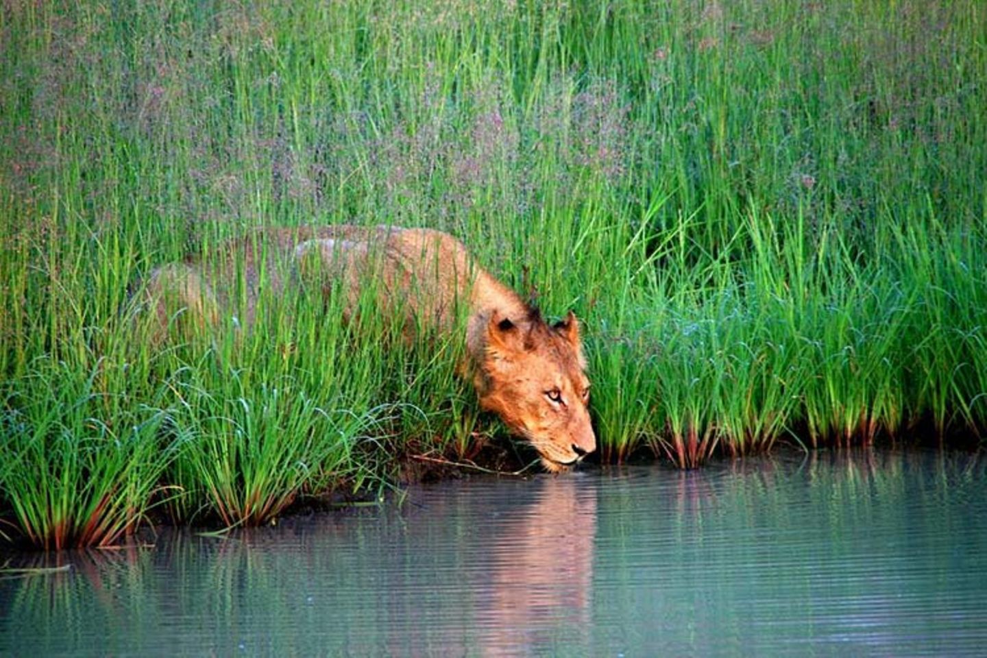 Löwe am Wasserloch, Sabi Sands Game Reserve, Südafrika