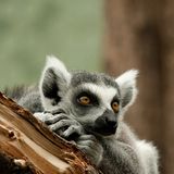 Katta in der Entspannungsphase