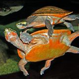 Rotbauchspitzkopfschildkröten