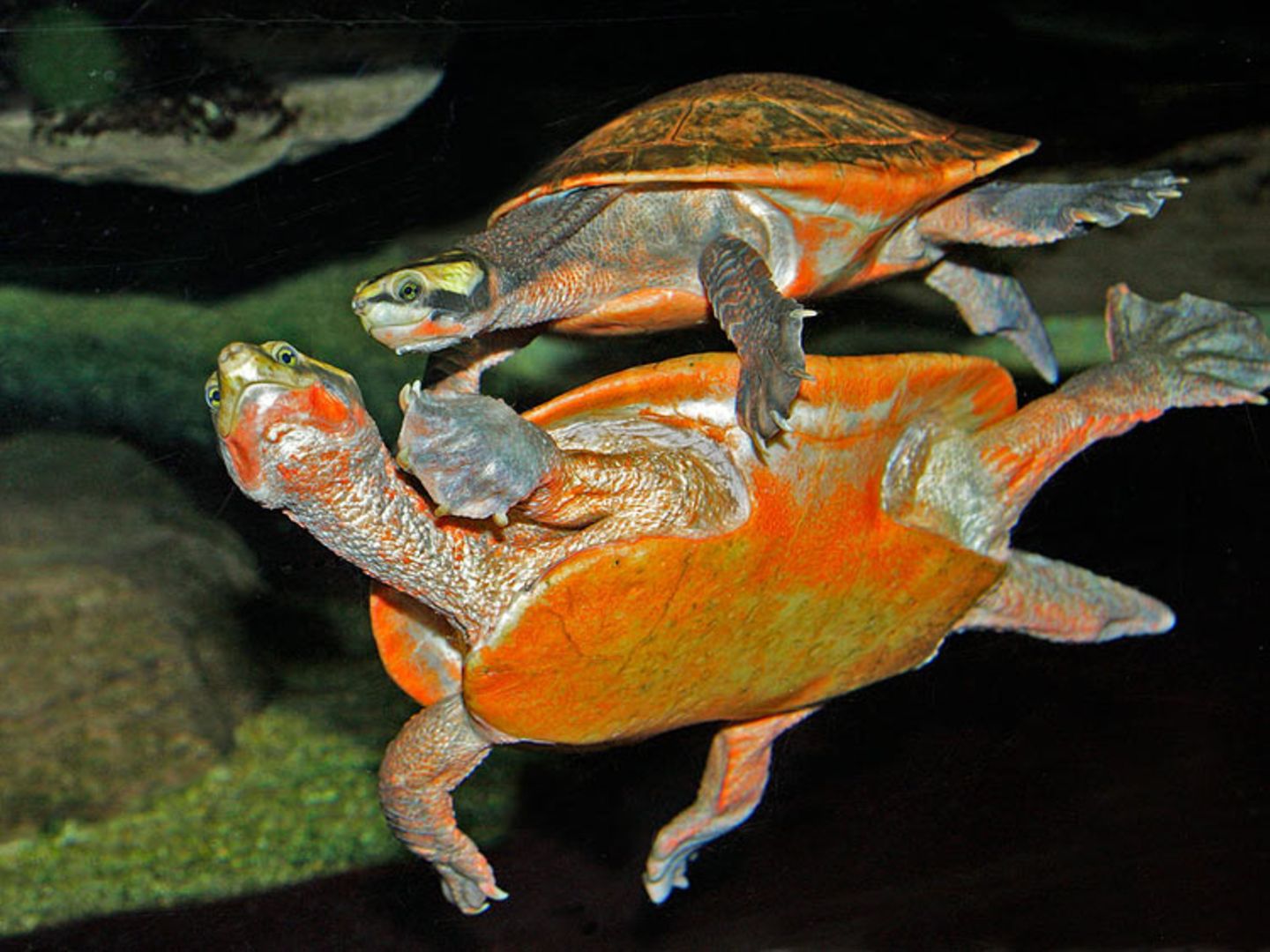 Rotbauchspitzkopfschildkröten