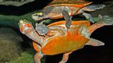 Rotbauchspitzkopfschildkröten