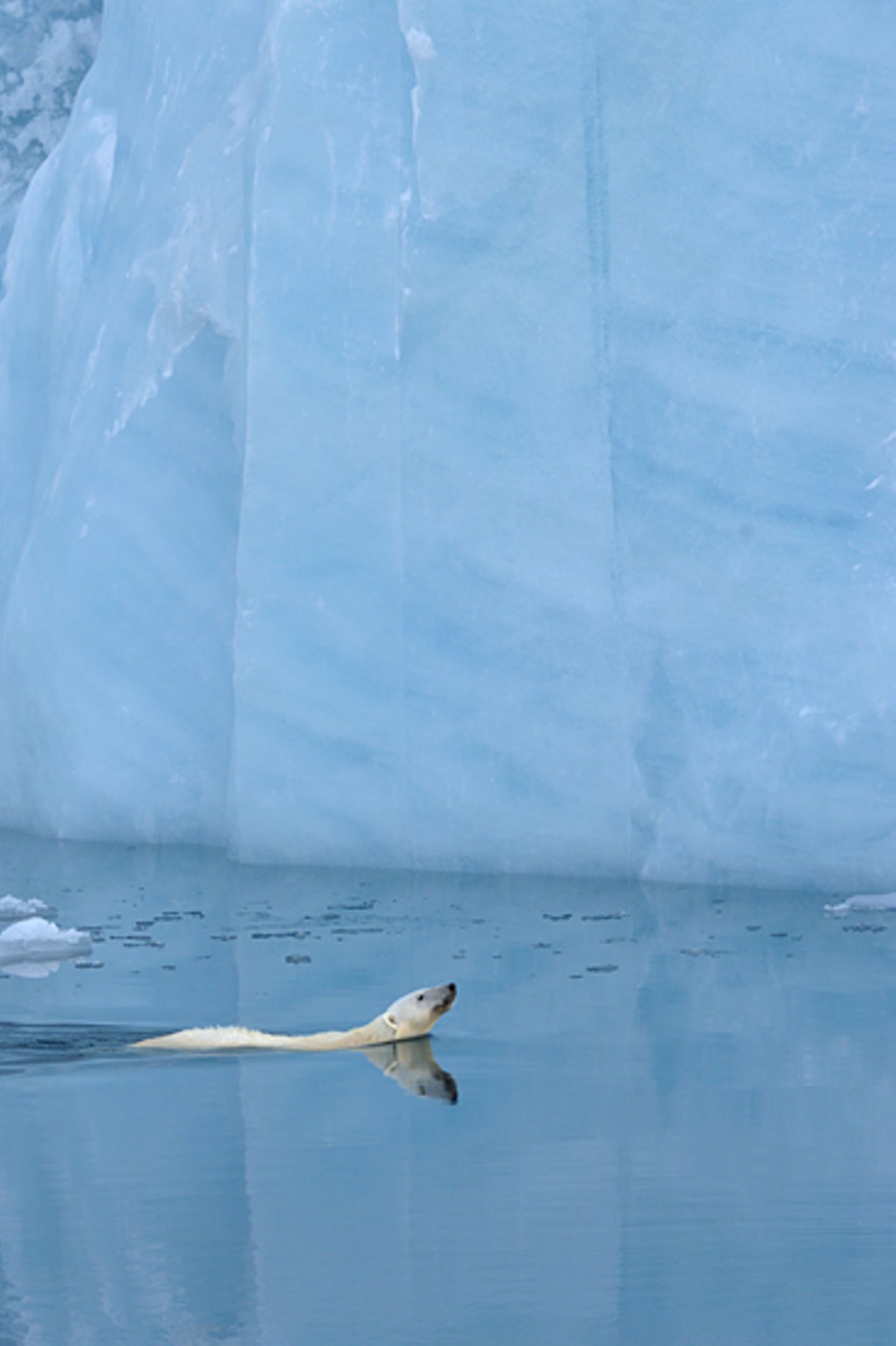 Eisbär