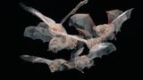 Fledermaus