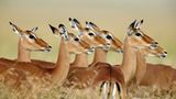 Impala