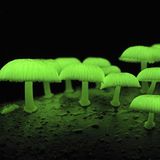 Leuchtende Pilze