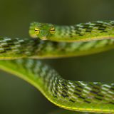 Nasen-Peitschennatter