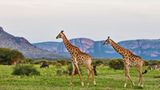 Giraffen