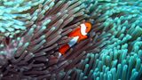 Clownfisch