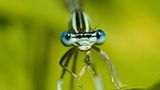 Libelle