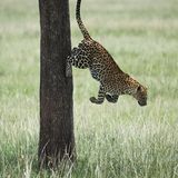 Leopard, Kenia