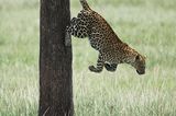 Leopard, Kenia