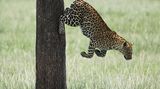 Leopard, Kenia