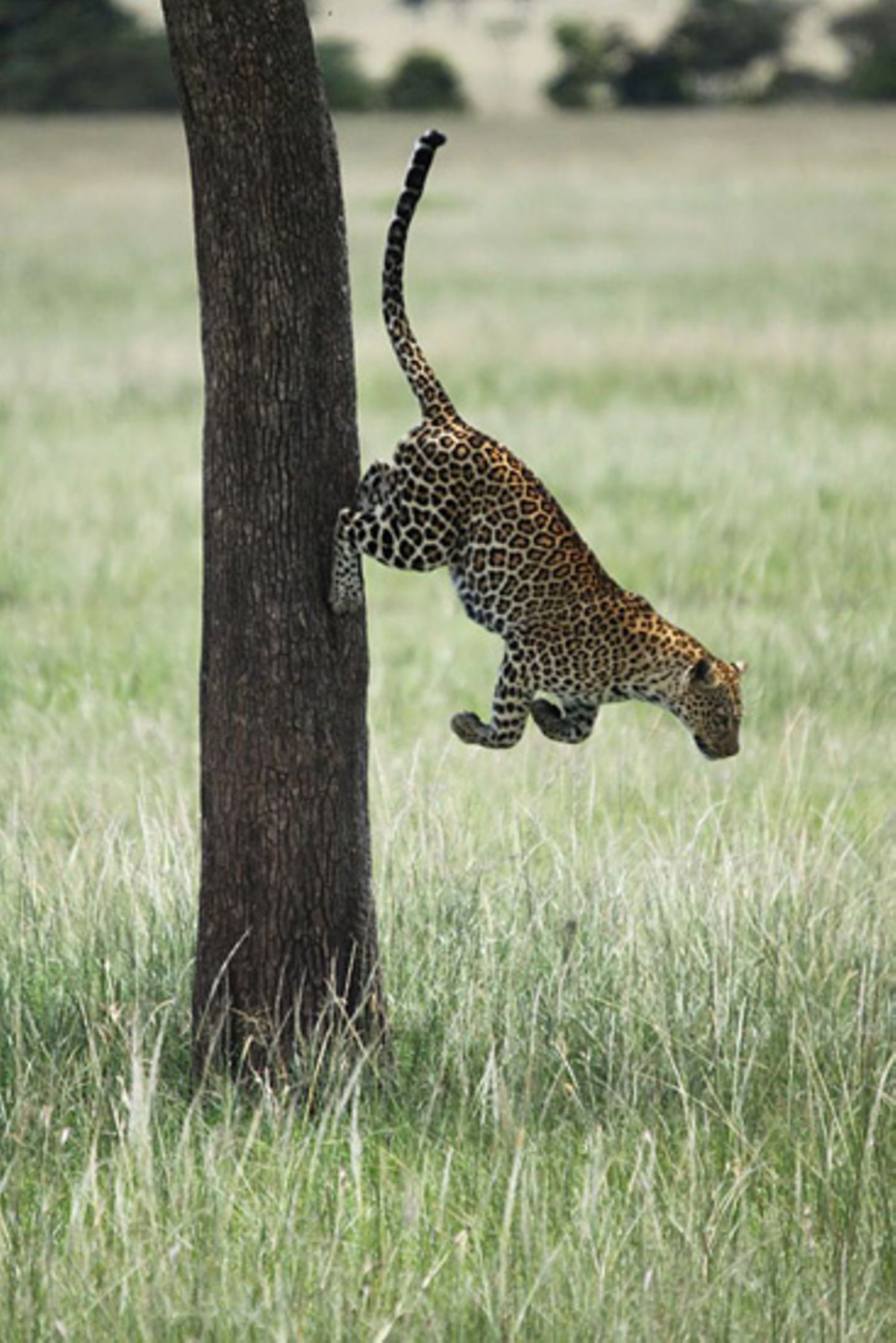 Leopard, Kenia