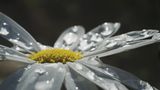 Margueritte