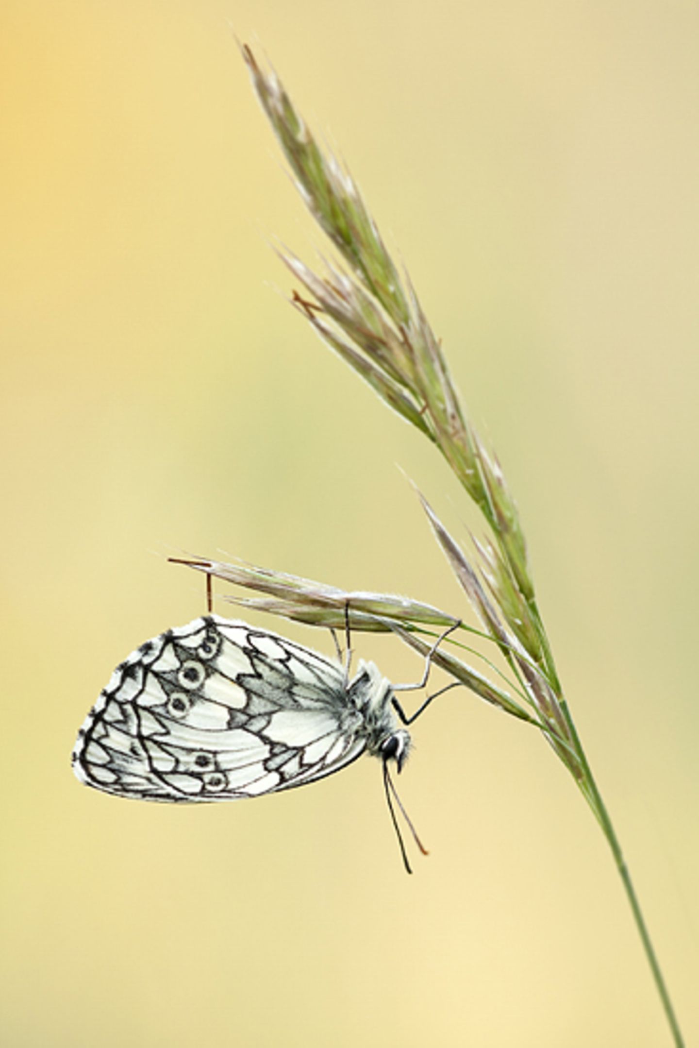Schachbrettfalter