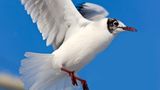 Möwe, Nordseeküste