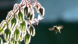 Bienenanflug