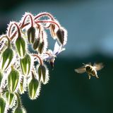 Bienenanflug