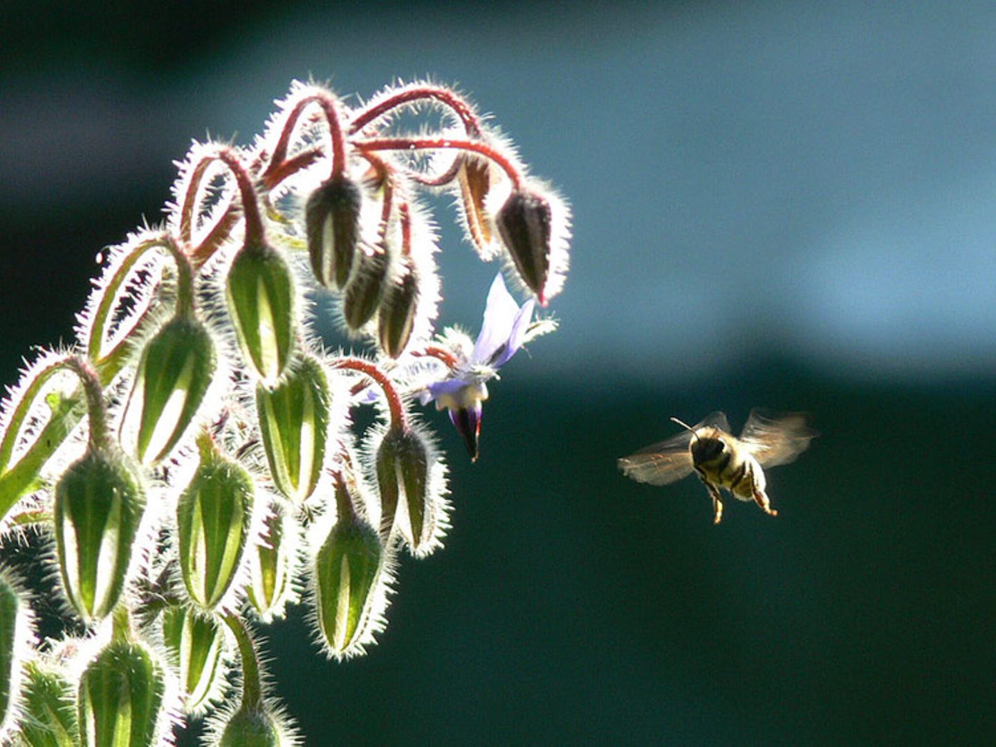 Bienenanflug
