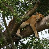 Loewe im Ishasha-Sektor des Queen Elizabeth Nationalparks in Uganda