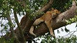 Loewe im Ishasha-Sektor des Queen Elizabeth Nationalparks in Uganda