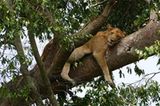 Loewe im Ishasha-Sektor des Queen Elizabeth Nationalparks in Uganda
