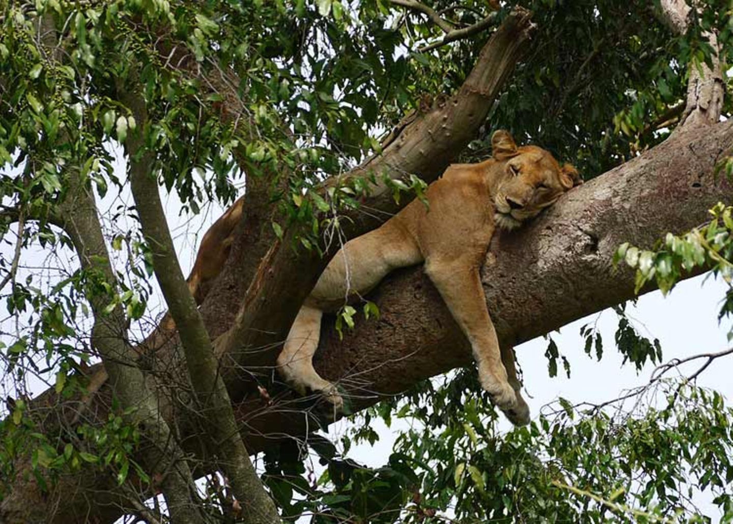 Loewe im Ishasha-Sektor des Queen Elizabeth Nationalparks in Uganda
