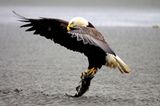 Weißkopfseeadler Alaska