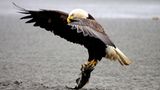 Weißkopfseeadler Alaska
