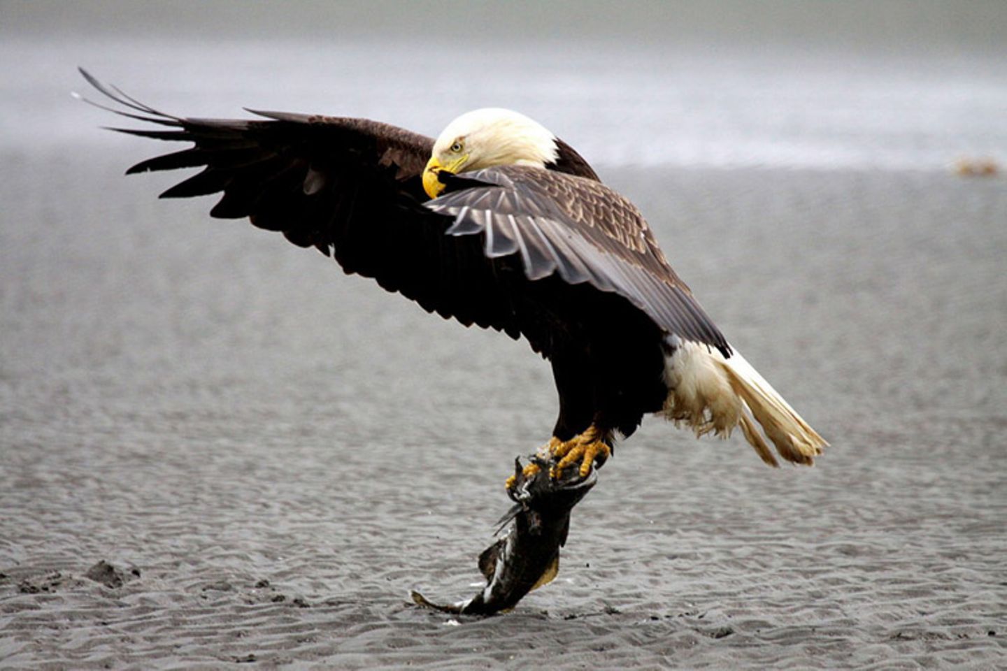 Weißkopfseeadler Alaska
