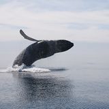 Buckelwal Nova Scotia Kanada