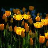 Tulpen
