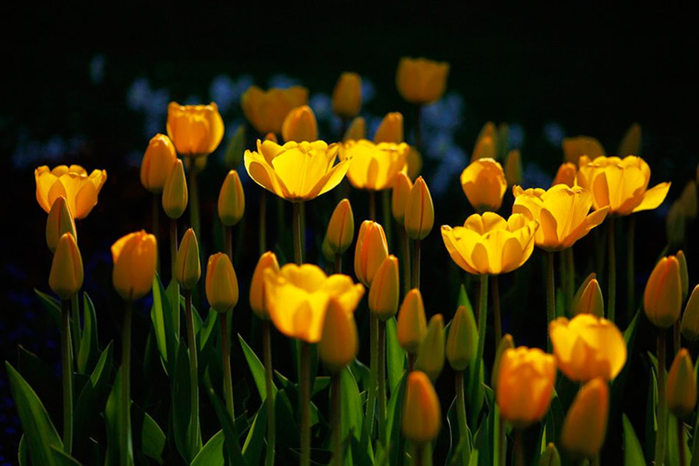 Tulpen