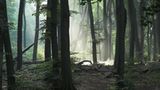 Waldlichtung