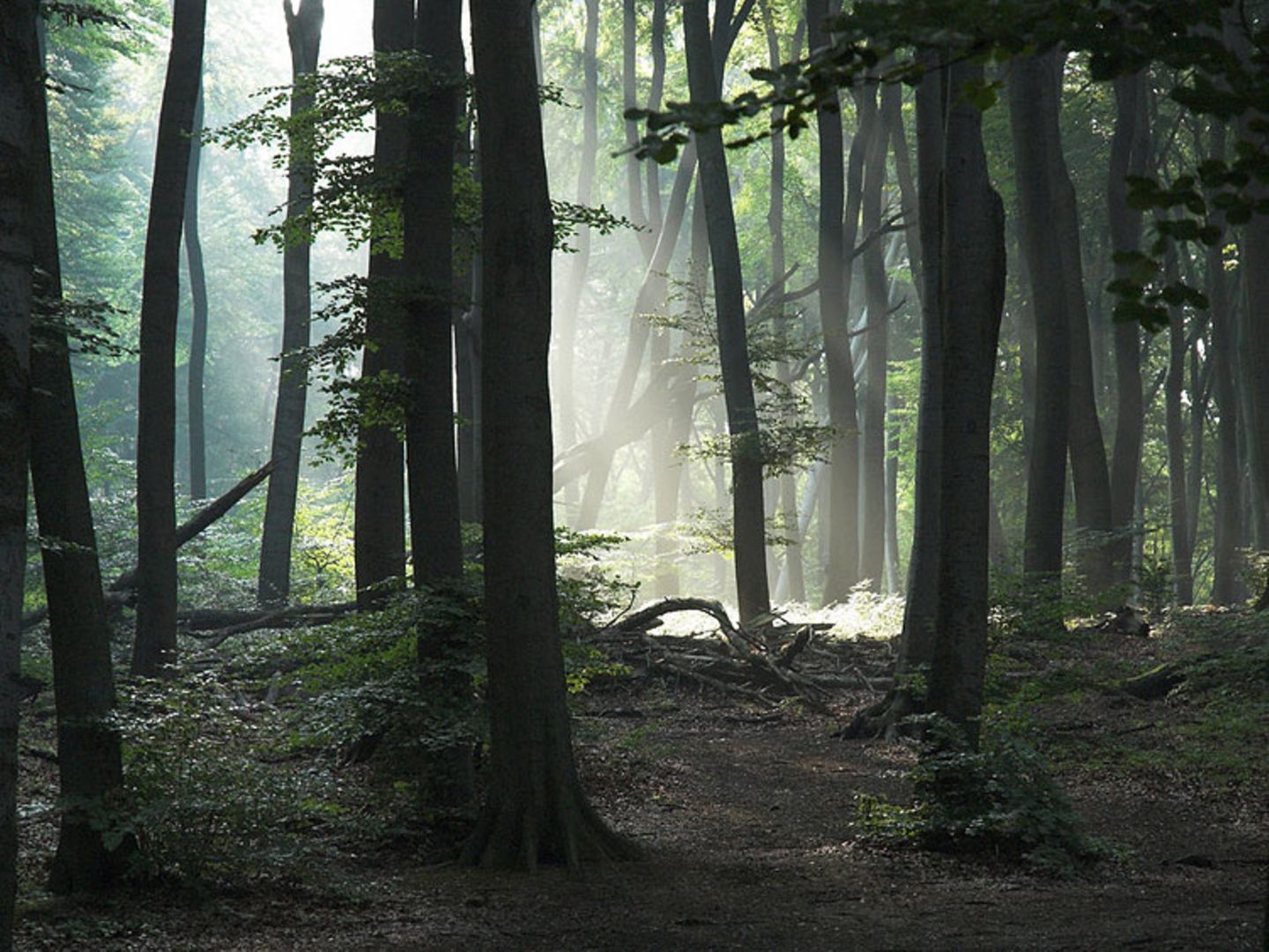 Waldlichtung