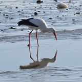 Fotowettbewerb Adlerauge 2010: Die Gewinnerfotos - Bild 11