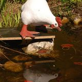 Fotowettbewerb Adlerauge 2010: Die Gewinnerfotos - Bild 14