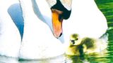 Fotowettbewerb Adlerauge 2010: Die Gewinnerfotos - Bild 15