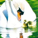 Fotowettbewerb Adlerauge 2010: Die Gewinnerfotos - Bild 15