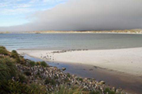Die Falklandinseln - Rückzug der Pinguine